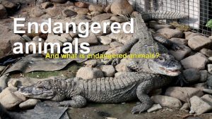 Endangered animals And what is endangered animals We