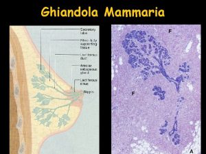 Ghiandola Mammaria Ghiandola Mammaria Epiteliali cubiche o colonnari