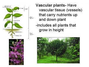 Vascular plants Have vascular tissue vessels that carry