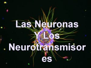 Las Neuronas Y Los Neurotransmisor es NEURONAS Diferencias