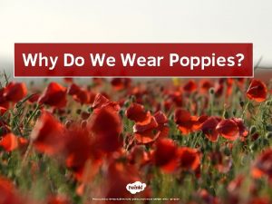 Why Do We Wear Poppies Photo courtesy of
