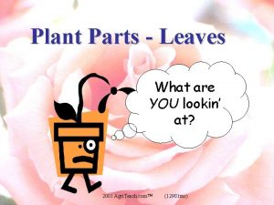 Plant Parts Leaves What are YOU lookin at