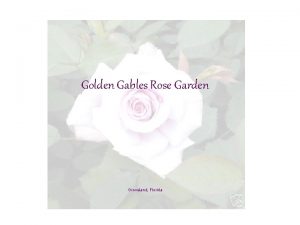 Golden Gables Rose Garden Groveland Florida Golden Gables