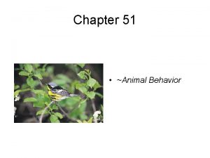 Chapter 51 Animal Behavior Behaviorwhat an animal does