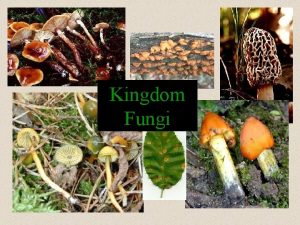 Kingdom Fungi 21 1 What is Fungi Fungi