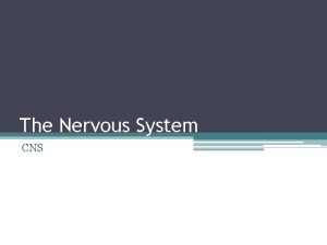 The Nervous System CNS Central Nervous System CNS
