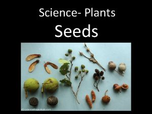 Science Plants Seeds What are seeds Seeds are