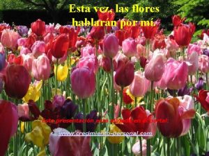 Esta vez las flores hablarn por m Esta