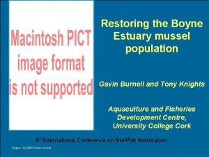Restoring the Boyne Estuary mussel population Gavin Burnell