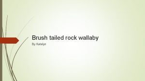 Brush tailed rock wallaby By Katelyn Joey Bush