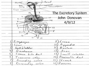 The Excretory System John Donovan 4912 Excretory System