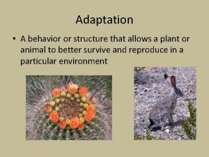 Adaptation A behavior or structure that allows a