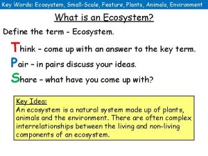 Key Words Ecosystem SmallScale Feature Plants Animals Environment