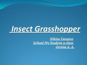 Insect Grasshopper Nikita Tarasov School 1 Student 5