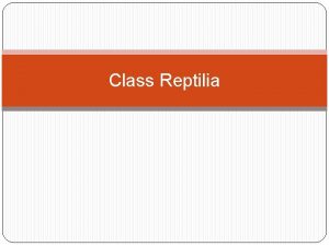 Class Reptilia What is a Reptile A vertebrate