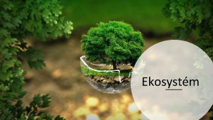 Ekosystm Ekosystm je zkladn stavebn a funkn jednotka