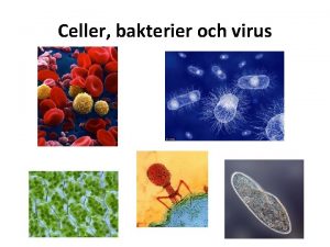 Celler bakterier och virus Vad r liv Biologi