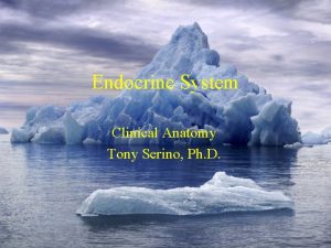 Endocrine System Clinical Anatomy Tony Serino Ph D