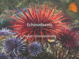 Echinoderms Phylum Echinodermata Phylum Echinodermata means spiny skin