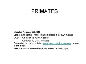 PRIMATES Chapter 14 read 935 946 Video Life
