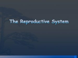 The Reproductive System Male and Female Reproductive Systems