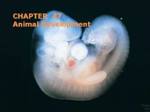 CHAPTER 47 Animal Development Embryonic developmentfertilization Preformation until