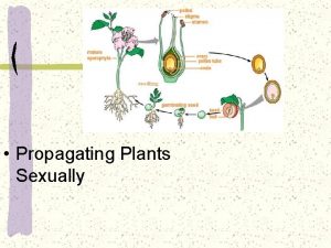 Propagating Plants Sexually Next Generation ScienceCommon Core Standards