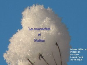 Les marmottes et Matteo laissez dfiler les images