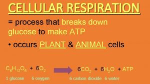 CELLULAR RESPIRATION process that breaks down glucose to