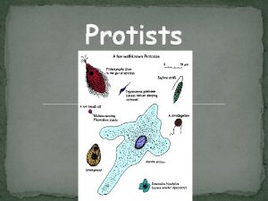 Protists Kingdom Protista Eukaryotes Unicellular or multicellular CLASSIFIED