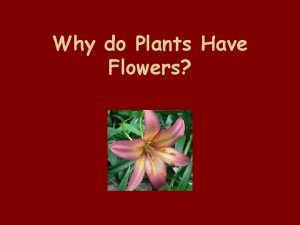 Why do Plants Have Flowers Plants have flowers