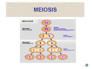 MEIOSIS Meiosis Process in which the of chromosomes