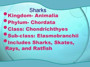 Kingdom Animalia Phylum Chordata Class Chondrichthyes Subclass Elasmobranchii