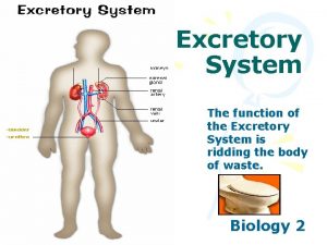 Excretory System The function of the Excretory System