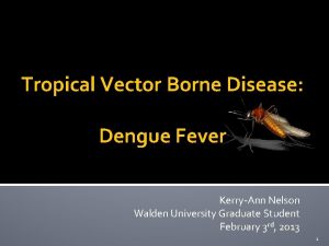 Tropical Vector Borne Disease Dengue Fever KerryAnn Nelson