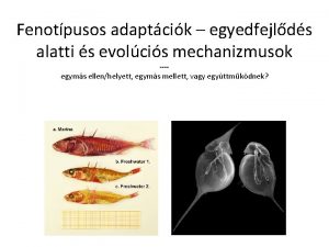 Fenotpusos adaptcik egyedfejlds alatti s evolcis mechanizmusok egyms