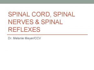 SPINAL CORD SPINAL NERVES SPINAL REFLEXES Dr Melanie