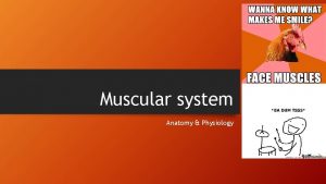 Muscular system Anatomy Physiology Functions Movement pumpingtransport Breathing