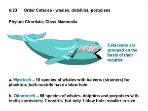 6 23 Order Cetacea whales dolphins porpoises Phylum