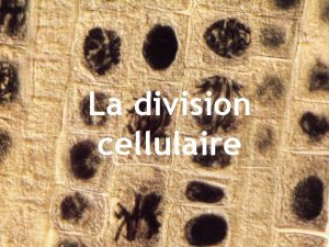 La division cellulaire Importance de la division cellulaire