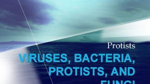 Protists VIRUSES BACTERIA PROTISTS AND What Are the