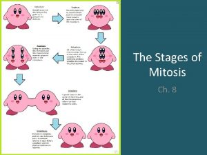 The Stages of Mitosis Ch 8 Mitosis is