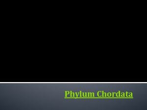 Phylum Chordata Phylum Chordata All members of Phylum