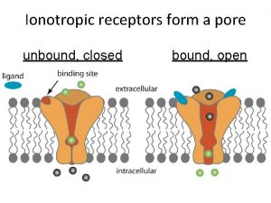 Ionotropic receptors form a pore unbound closed bound