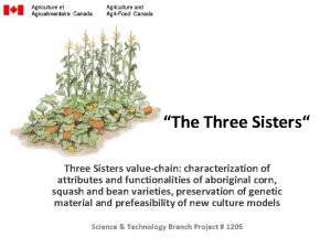 The Three Sisters Three Sisters valuechain characterization of