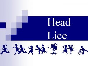Head Lice What are Head Lice Insects that