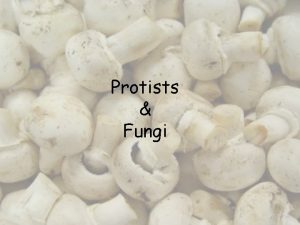 Protists Fungi Where do Protists and Fungi belong