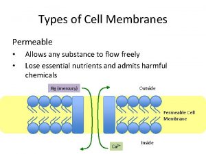 Types of Cell Membranes Permeable Allows any substance