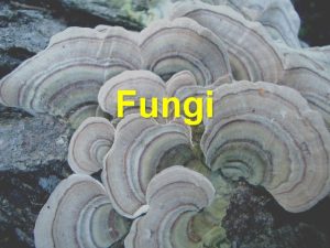 Fungi Fungi There are many types of fungi