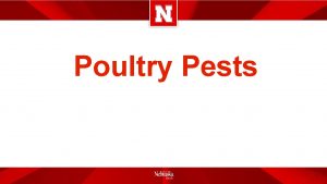 Poultry Pests Poultry Insect Pests Ectoparasites and Environmental